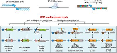 Gene Editing of Hematopoietic Stem Cells: Hopes and Hurdles Toward Clinical Translation